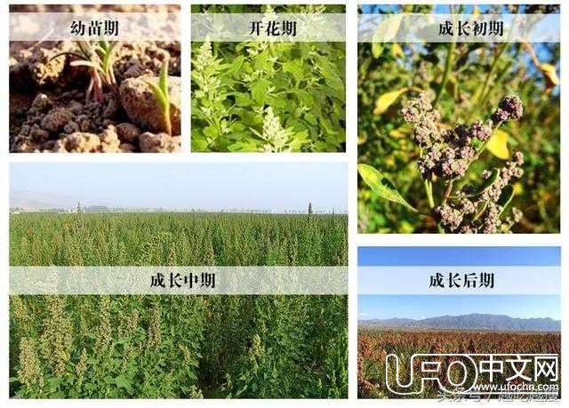 杨幂的秘密武器，NASA指定航天员专用食物725 / 作者:知世 / 帖子ID:23111