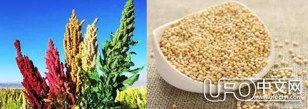 杨幂的秘密武器，NASA指定航天员专用食物347 / 作者:知世 / 帖子ID:23111