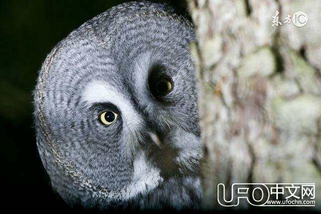 灵异故事：不怕猫头鹰叫，就怕猫头鹰笑！930 / 作者:泣天使 / 帖子ID:23144