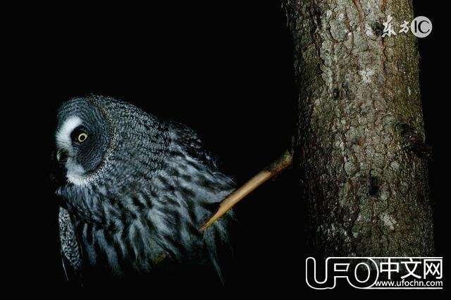 灵异故事：不怕猫头鹰叫，就怕猫头鹰笑！209 / 作者:泣天使 / 帖子ID:23144