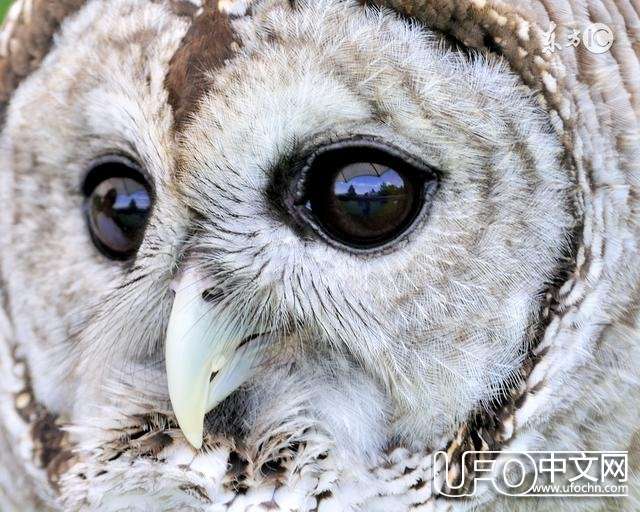 灵异故事：不怕猫头鹰叫，就怕猫头鹰笑！822 / 作者:泣天使 / 帖子ID:23144