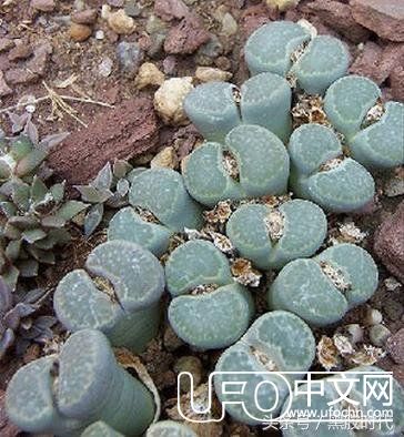不是外星人！它们是地球上最奇怪的19种植物！42 / 作者:lovelingever / 帖子ID:23653