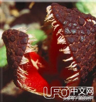 不是外星人！它们是地球上最奇怪的19种植物！226 / 作者:lovelingever / 帖子ID:23653