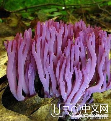不是外星人！它们是地球上最奇怪的19种植物！528 / 作者:lovelingever / 帖子ID:23653