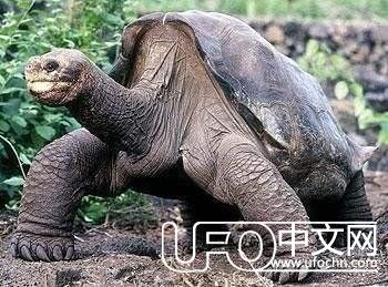 宇宙最大恒星系统物种寿命惊人！1岁相当于地球百万年498 / 作者:神秘社的怎怎 / 帖子ID:23724