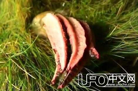 男子发现变异的肉囊，难道是外星人降临地球了？750 / 作者:niubigg / 帖子ID:23909