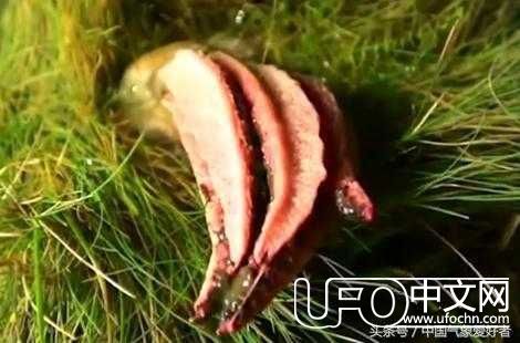 英国男子发现神秘肉囊，竟发生惊人变异！是外星人降临地球了？163 / 作者:宇宙天使 / 帖子ID:23913