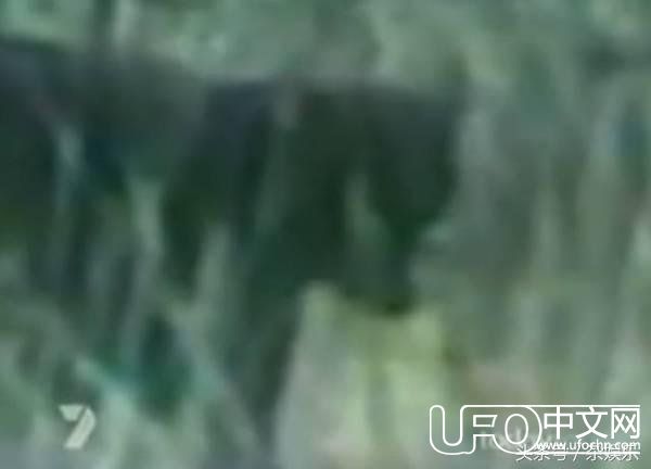 悉尼现恐怖大猫！肆虐近郊数百年，残害无数生命！124 / 作者:芽^_^ / 帖子ID:24079