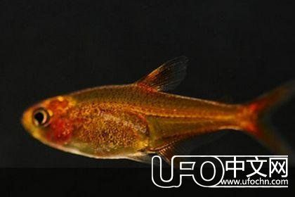喷火鱼，它能在水里喷火，你信吗？589 / 作者:知世 / 帖子ID:24088