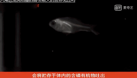 传说中的喷火鱼，其实喷的根本就不是火709 / 作者:思欣姐姐 / 帖子ID:24090