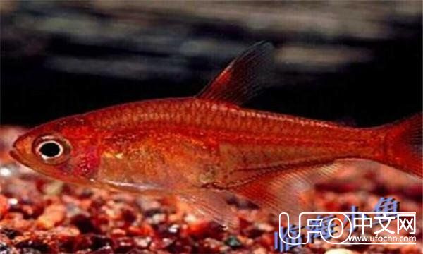 世界之大母猪都会上树，但你在海底见过鱼喷火吗？——喷火鱼528 / 作者:admin / 帖子ID:24091