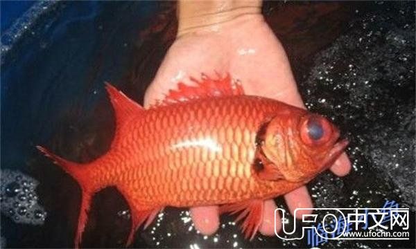 世界之大母猪都会上树，但你在海底见过鱼喷火吗？——喷火鱼129 / 作者:admin / 帖子ID:24091