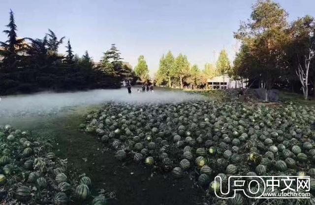 神秘事件？儿童节校园惊现大片瓜田，吸引众多吃瓜群众围观！854 / 作者:佐助 / 帖子ID:24120