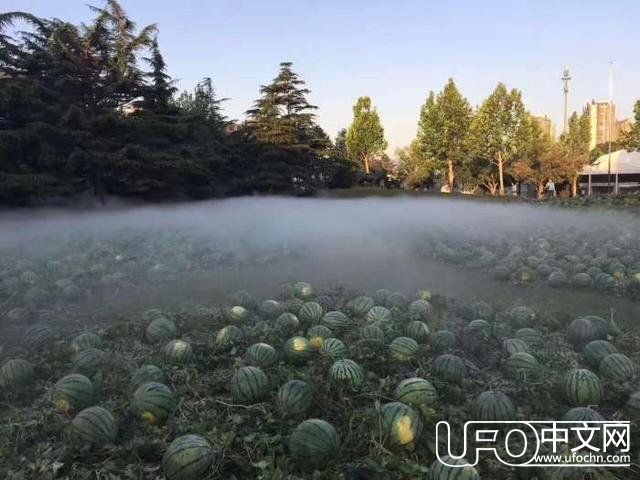 神秘事件？儿童节校园惊现大片瓜田，吸引众多吃瓜群众围观！528 / 作者:佐助 / 帖子ID:24120