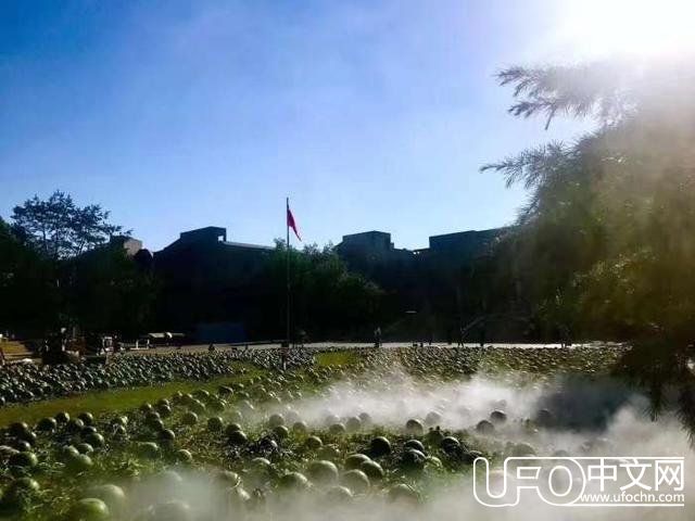 神秘事件？儿童节校园惊现大片瓜田，吸引众多吃瓜群众围观！277 / 作者:佐助 / 帖子ID:24120