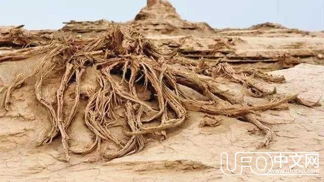 穿越无人区罗布泊，探寻神秘古楼兰169 / 作者:u3203186 / 帖子ID:24337