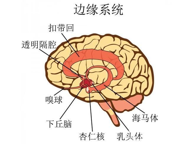 拖延症背后的科学：为什么我们要把事情拖到最后再做？470 / 作者:u3203186 / 帖子ID:24343