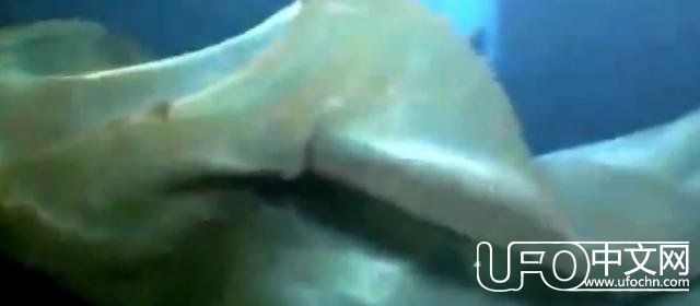 9个关于海洋的有趣事实804 / 作者:爱心怪我 / 帖子ID:24422
