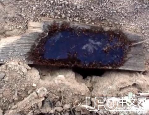 男子作死在蚂蚁洞口放入蜂蜜糖浆，测试后奇怪的一幕出现了219 / 作者:紫影 / 帖子ID:24449