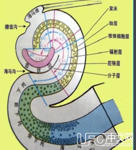 为什么人类看见某些东西就能记住，原因在这里976 / 作者:UFO中文网 / 帖子ID:24552