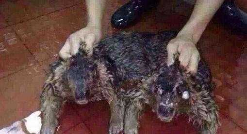 小孩子不要去河边玩，水猴子害人事件屡见不鲜，亲历者讲述真实的水猴子害人事件！844 / 作者:admin / 帖子ID:25127