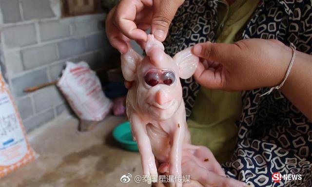泰国怪胎小猪像外星人 居民纷纷上香求彩票360 / 作者:上校 / 帖子ID:25256