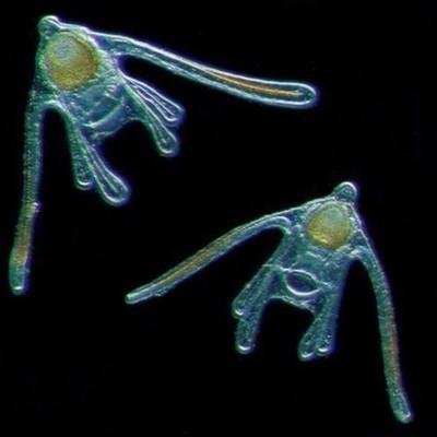 人类已发现数百个类地行星，上面外星生物长啥样？这几种很难想象132 / 作者:admin / 帖子ID:25266