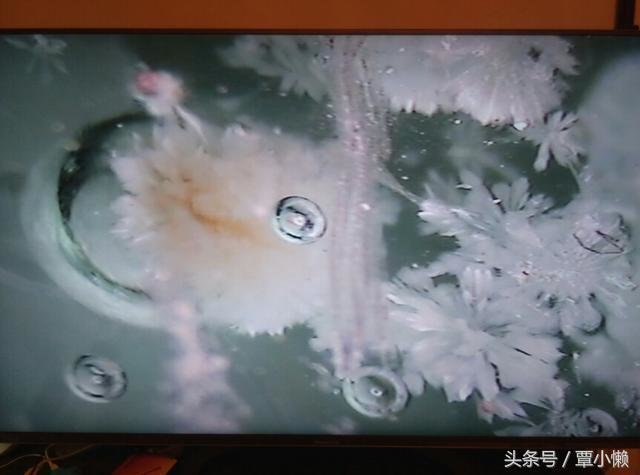 地球究竟是如何形成的：看完这个故事你就明白了！211 / 作者:u3203186 / 帖子ID:25328