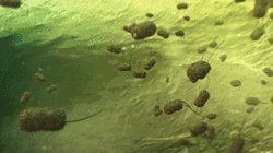 只要11天，浓度1000倍的抗生素也无效，超级细菌将成人类最大威胁983 / 作者:admin / 帖子ID:25345