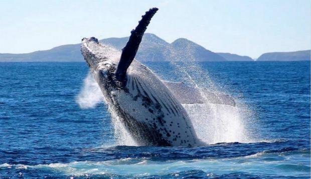 揭秘海滩上面遭遇鲸类动物集体死亡之谜511 / 作者:hhak003 / 帖子ID:25357