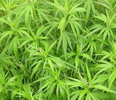 植物会”说话“能”听得懂“人类语言44 / 作者:admin / 帖子ID:25572