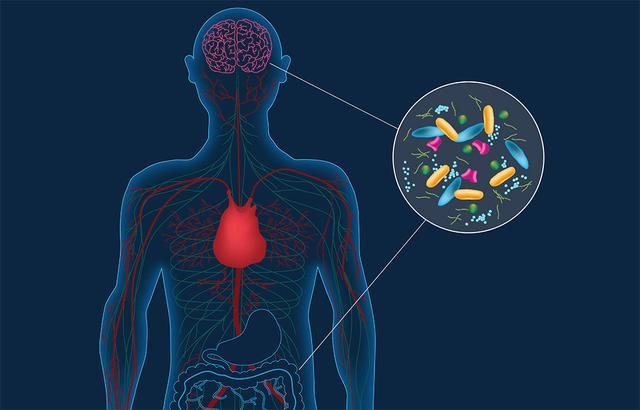 肠道细菌还会影响人的情绪，科学家发现强大的“第二大脑”940 / 作者:admin / 帖子ID:25598