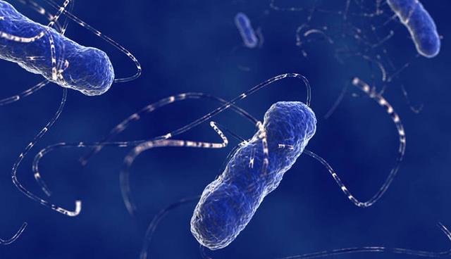 肠道细菌还会影响人的情绪，科学家发现强大的“第二大脑”61 / 作者:admin / 帖子ID:25598