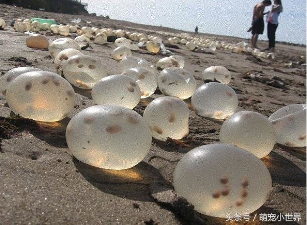 海滩上出现大量外星文明的卵？仔细看才发现这些透明蛋太令人吃惊了162 / 作者:静风 / 帖子ID:25728