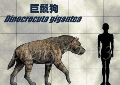 都知道会掏肛的非洲鬣狗，但其实我国也曾有鬣狗，而且更厉害，个头大如牛，老虎狮子见了都得跑628 / 作者:124479387 / 帖子ID:25904