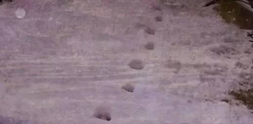 茫茫雪夜，160公里长的怪脚印，是“怪兽”“恶魔”还是人为？714 / 作者:艾萨克·牛顿 / 帖子ID:25916