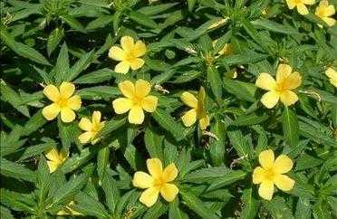 生物钟不仅动物有，植物也会用”生物钟“调节自身的生命活动941 / 作者:admin / 帖子ID:26038