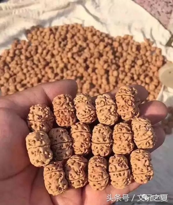 核桃技术传入尼泊尔，大金刚上夹板夹出纽扣UFO！这样的传闻是真的吗？756 / 作者:另リ問 / 帖子ID:26137