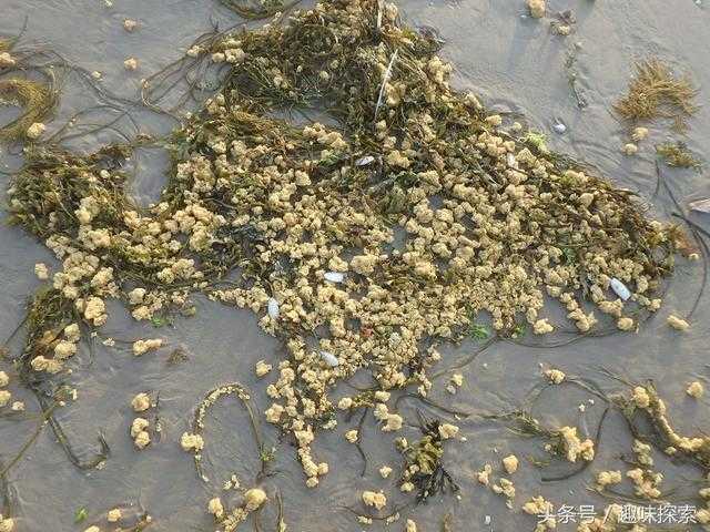 海滩突现无数个黄色神秘物质，科学家紧急出动，提醒大家不要乱碰626 / 作者:admin / 帖子ID:26288