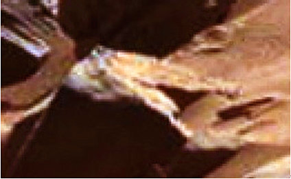 火星文明遗迹？62 / 作者:伤我心太深 / 帖子ID:26411