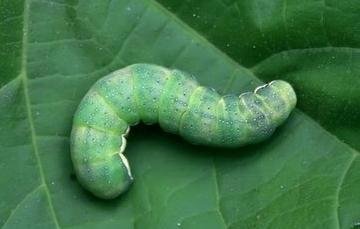 植物有嗅觉、味觉、触觉，也许还有听觉31 / 作者:admin / 帖子ID:26481