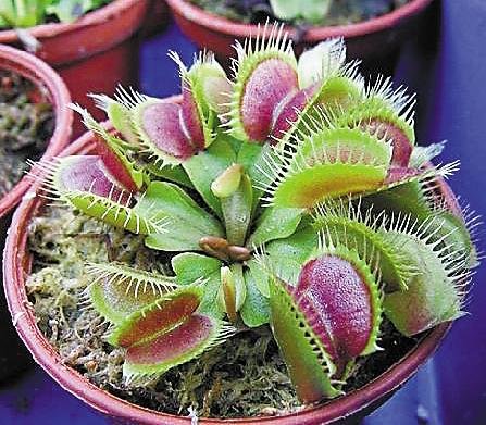 植物有嗅觉、味觉、触觉，也许还有听觉735 / 作者:admin / 帖子ID:26481