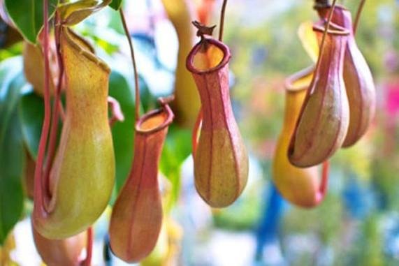 食虫植物有哪些:全球500种食虫植物808 / 作者:185315304 / 帖子ID:26482