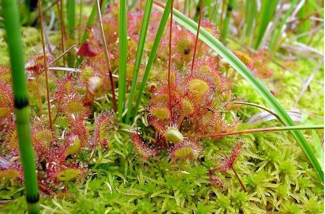 食虫植物有哪些:全球500种食虫植物325 / 作者:185315304 / 帖子ID:26482