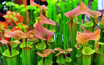 食虫植物有哪些:全球500种食虫植物98 / 作者:185315304 / 帖子ID:26482