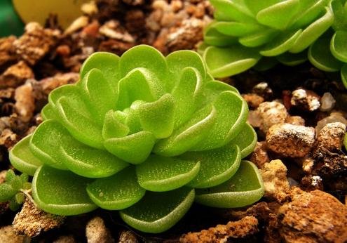 食虫植物有哪些:全球500种食虫植物780 / 作者:185315304 / 帖子ID:26482