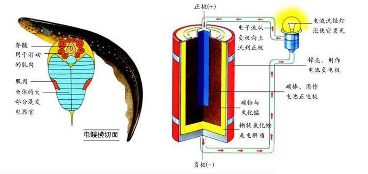 电鳗为什么会放电 电鳗鱼能电死人吗?会电到自己吗357 / 作者:伤我心太深 / 帖子ID:26535