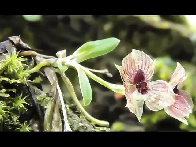 新物种的形成条件是什么,发现新的物种图片724 / 作者:伤我心太深 / 帖子ID:26569