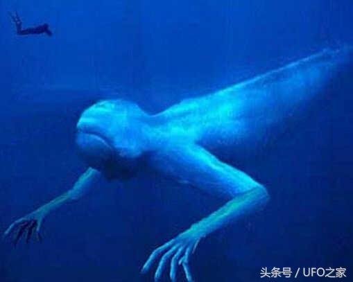 南极洲神秘生物：ningen它真的存在814 / 作者:宇智波佐助 / 帖子ID:26731