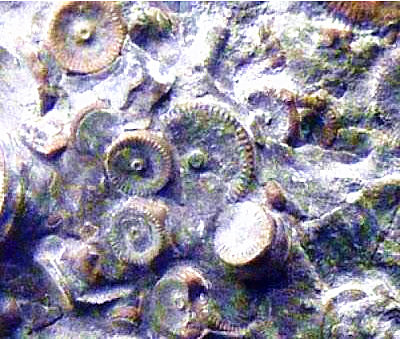 火星发现机械传动机构 金属齿盘化石【火星文明遗迹】64 / 作者:伤我心太深 / 帖子ID:26809
